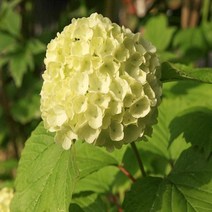 불두화 꽃 나무 묘목 2년생60센티