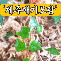 넝쿨식물 제주애기모람(15센치내외) 관상용 공기정화식물