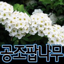 순희농장 공조팝나무 60~70cm 화분 공조팝나무묘목 조경수 정원수, 공조팝 나무 60~70cm (화분  1개)