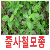 (성실D)야생화 줄사철모종(포트) 10개