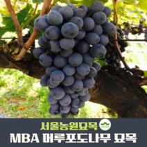 서울농원묘목/포도나무 묘목 캠벨 거봉 MBA(머루포도) 샤인머스켓 과실수 유실수, MBA(머루포도) 삽목1년