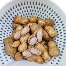 [수확중] 국내산 피땅콩 흙땅콩 생땅콩 껍질땅콩, 4kg