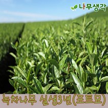 착한가격나무생각 녹차나무 실생3년(포트묘)