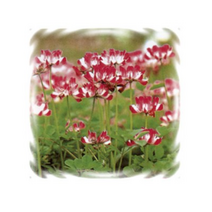 야생꽃씨 자운영 100g K471