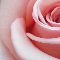 [캔들이케아] 국내산 프래그런스 오일 50ml 108종, 23_J.우먼