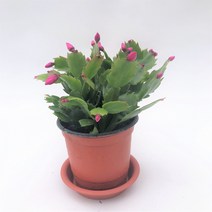 그린플랜트 게발선인장 (색상품종랜덤) 1+1