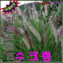 또초이스샵1kg 향연 수크령 산약초씨앗-낭만초-질랑풀-가을의 -, 상세페이지 참조, 상세페이지 참조, 상세페이지 참조