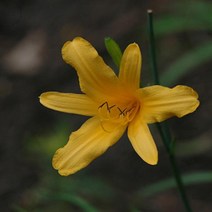 모종/원추리 (토종) 포트묘(12개) M192, 12개