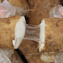 2021년 경북 안동 장마 5kg 2kg (상품 중품 알뜰) 생마 햇마 햇장마 산지직송, 안동장마 5kg 알뜰, 1개