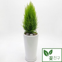 꽃친구 율마 사기분 사각분 소형 중형 탁상용 개업 축하 화분 승진 취임 선물, 물받이받침(8.000원)