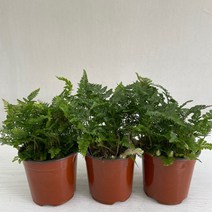 후마타고사리 3개묶음 실내공기정화식물 반려식물 플랜테리어 온누리꽃농원