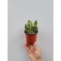 황금염좌 염좌금 소품 10~25cm 29