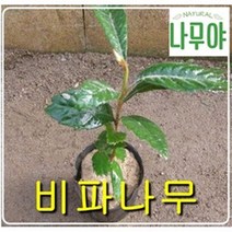 비파나무 2년포트3그루 나무 묘목 유실수 과일나무 꽃나무 울타리묘목