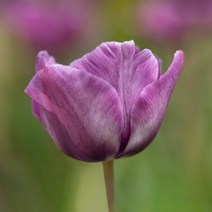 [충북농원] 튤립 구근 - 블루에마블 1팩 5구, 단품