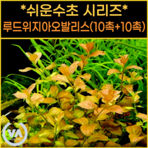 [쉬운수초] 노랑주황색의 루드위지아 오발리스(10촉+10촉) 5000원 특가할인 / 구피 새우 은신처 초보수초 수초레이아웃 수초어항