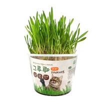 힐링타임 그루루 재배세트 캣그라스 보리 귀리 캣닢 고양이 헤어볼 캣닢 화분 키우기, 귀리 3개
