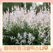 버드나무 묘목 오색버들 화이트핑크셀릭스 삽목1년생 포트묘 3개