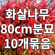 화살나무 80cm 분묘 10개 철쭉마켓 빨간 단풍 묘목 노지월동 약용수 생울타리 조경수 정원수 음지 재배농원 직송
