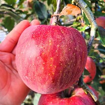 [재벌사과] 청송사과 얼음골 꿀 부사 유명한곳 선물세트 사과 3kg 5kg 10kg, 1박스, 5kg 정품 중대과(14~15과)