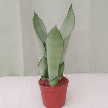 하늘꽃농원 문샤인 3촉 키우기 쉬운 식물 산세베리아, 1개