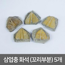 고생대 절지동물 삼엽충 꼬리 화석 관찰표본 유아 퇴적물 학생 흔적 과학실 방과후 실험실 유치원 뼈