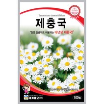 세계 제충국 씨앗 다년생 아스타 달마시안 살충제 국화과 봄 여름 가을 꽃씨 종자