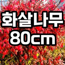 화살나무 80cm 분묘 철쭉마켓 빨간 단풍 묘목 노지월동 약용수 생울타리 조경수 정원수 음지 재배농원 직송, 화살나무 분묘 80cm 1개 (배송비별도)