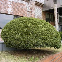 묘목/ 둥근주목(눈주목)/수고 20~25cm/2주 KJ1486