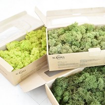 공기정화 스칸디아 모스 천연이끼 500g DIY 2가지 색상 혼합 가능 BEST 14color, 퍼플, 어텀