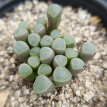 오십령옥 다육이 아기발가락 귀여운 희귀한 아프리카 다육식물 랜덤8-25, 단품, 1개