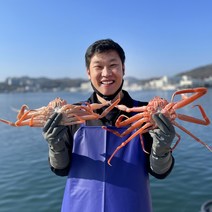 [더푸른수산] 수율보장 포항 대게 제철 프리미엄 박달대게 명품대게 산지 선주 직송 품질보증 100% SNOW CRAB snow crab, 명품대게 (대) 3마리 10cm이상