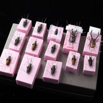 곤충표본 전족판 전족대 스티로폼, 묶음세트(소5장+중4장+대2장)