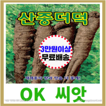 [OK씨앗] [산중더덕] 더덕씨앗 종자(오케이씨앗), 30g
