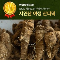 산더덕 자연산더덕 야생더덕- 강원도 정선 높은산에서 채취, 500g