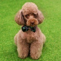 브랜드없음 강아지 보타이 스카프 애견 악세사리 넥타이 M, 그린
