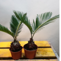 아무진소철나무(새로입고)