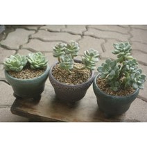 다육3종셋트 공기정화식물 동일품, 1개