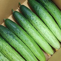 [모자농장] 고령 백다다기 2kg 4kg 당일수확 산지직송, 백다다기 (특품) 2kg, 1개