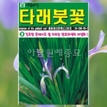 타래붓꽃 씨앗 100립/ 마린자 다년생 꽃씨 몰 주말농장 텃밭 홈가드닝 키우기