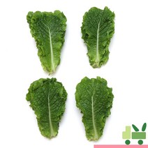 사라상회 청상추 2Kg, 1개