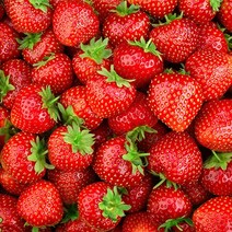 gap인증 논산 설향 딸기 개별난자포장 800g, [특품] 설향 딸기 800g이상(30구 내외)