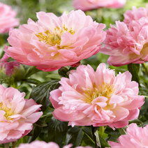 작약 꽃 구근 특선 가을 추식 숙근 노지월동 야생화, 작약 K. 로이스 초이스