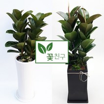 꽃친구 고무나무 개업 축하 집들이 이사 선물 화분 전북 당일배송, 고무나무 사기분 1호, 기본받침