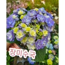 장미수국 별수국 겹/수국의 대표적인 꽃말은 소녀의 꿈