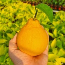 맛있는 제주 한라봉 선물용 5kg 대과, 1, 단품