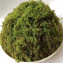 여고니야 천연이끼 1kg 조경 공기정화 화분용 천연생이끼, 1개, 천연 생이끼 1kg