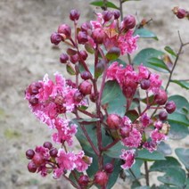 묘목/배롱나무(미니백일홍)포트 2개 M059