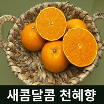 [헌터스] 새콤달콤 만감류 제철과일 제주명품 천혜향3kg 레드향3kg