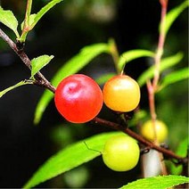 묘목/이스라지(산앵두) 실생1년/5주 W142