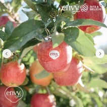 라이브커머스(공영라방) [260g 내외] 정품 엔비사과 5kg (19과), 1